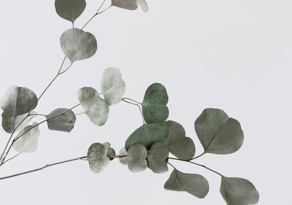 Eucalypt Whisper