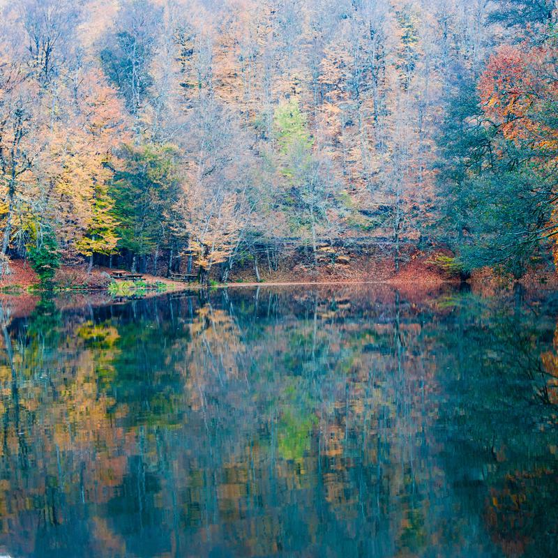 Mirrorwood Trance