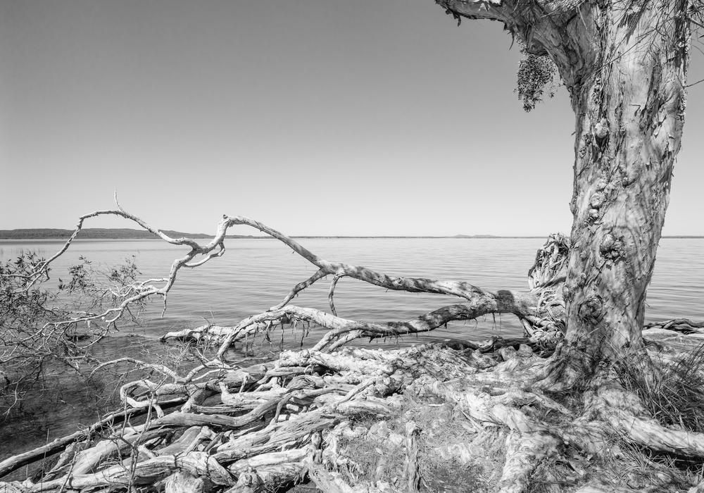 Rootwhisper