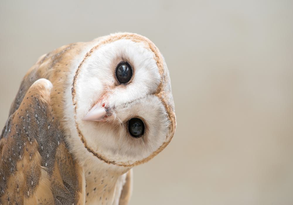 Tilted Gaze
