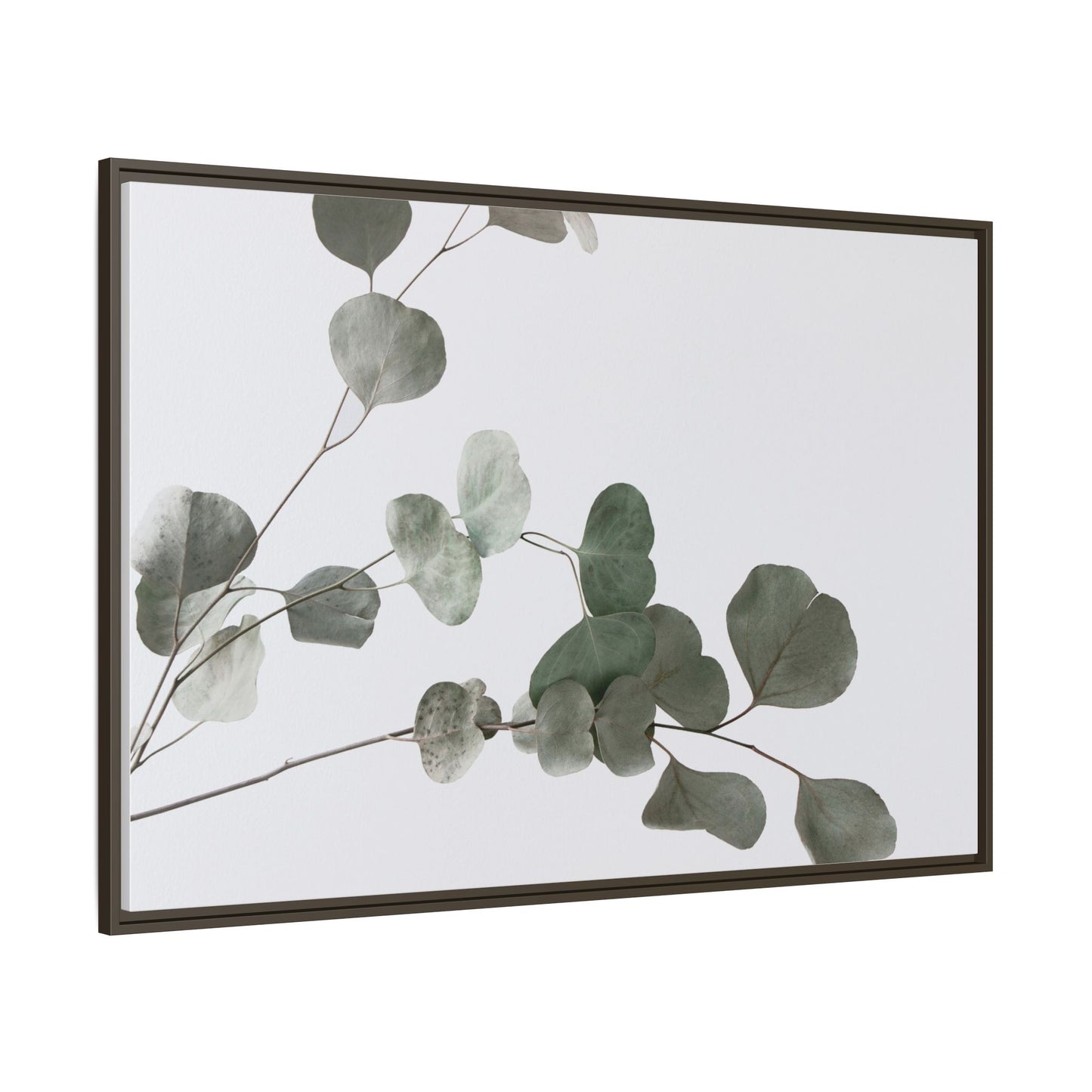 Whispers of Eucalyptus