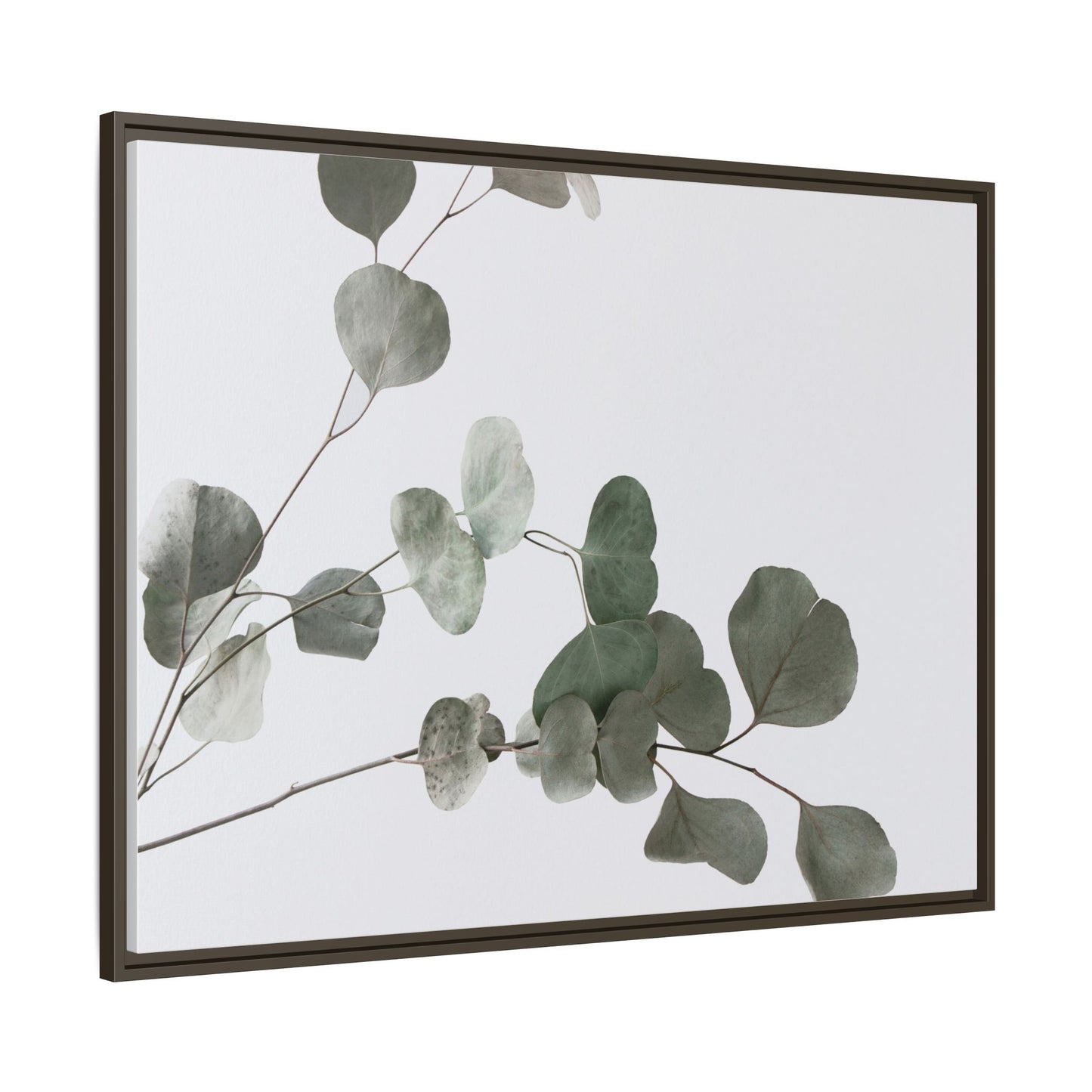 Whispers of Eucalyptus