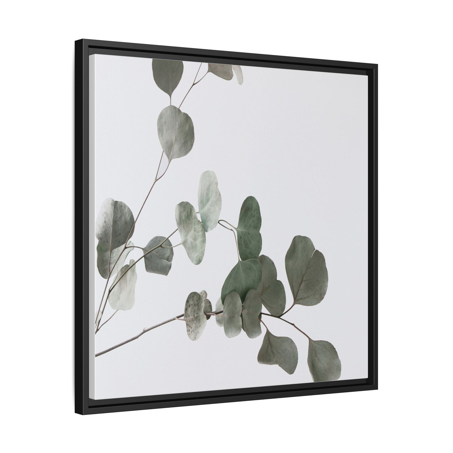 Whispers of Eucalyptus