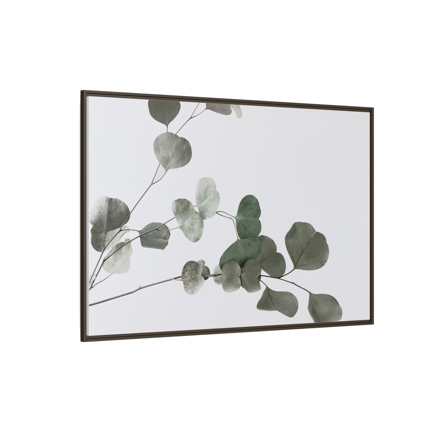 Whispers of Eucalyptus