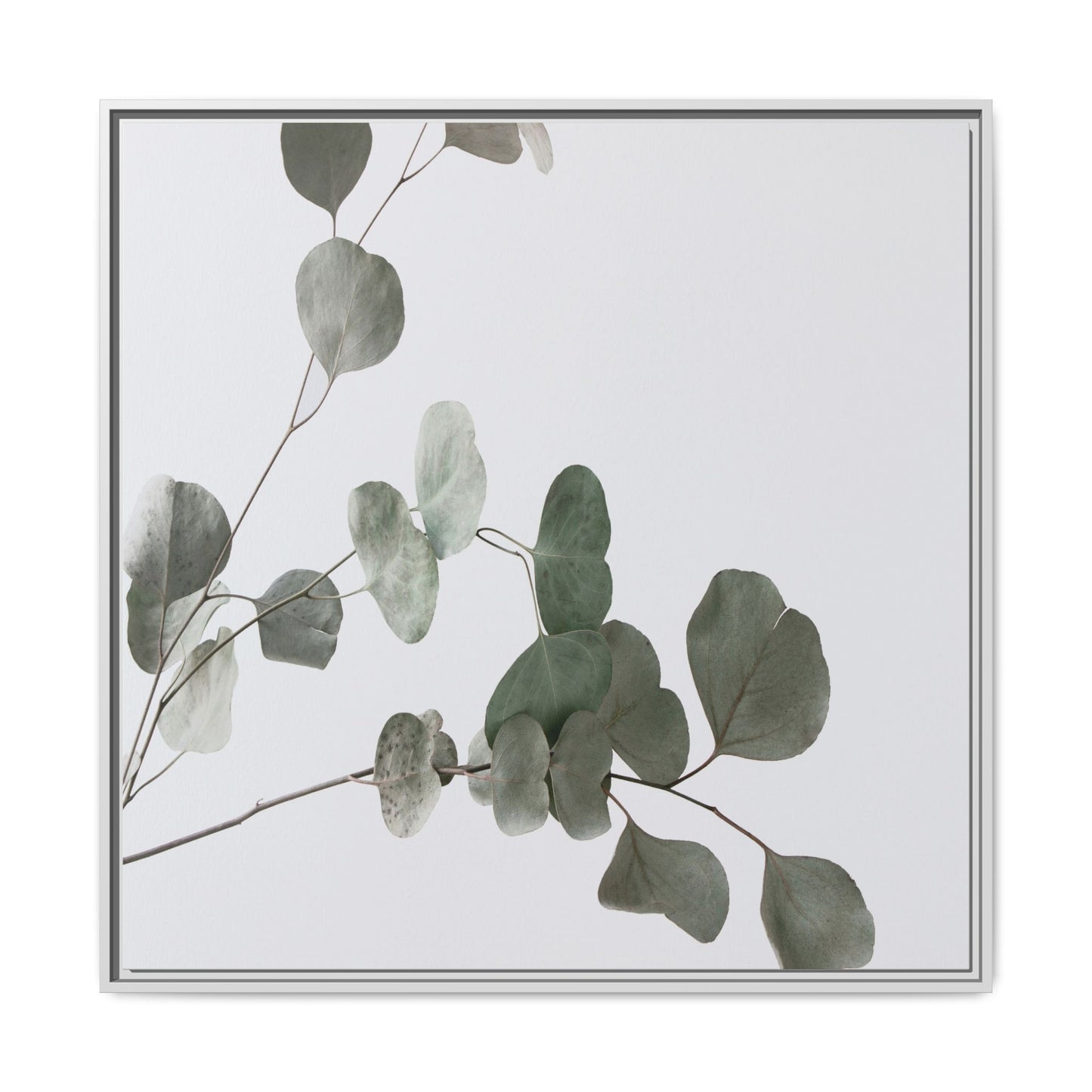 Whispers of Eucalyptus