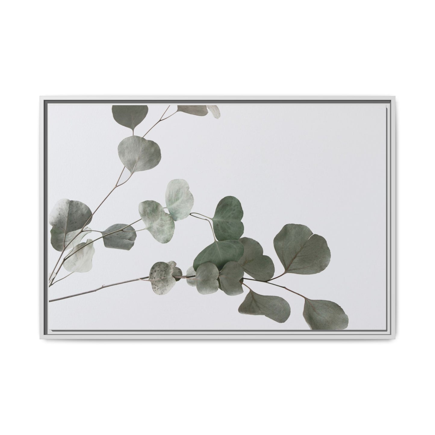 Whispers of Eucalyptus