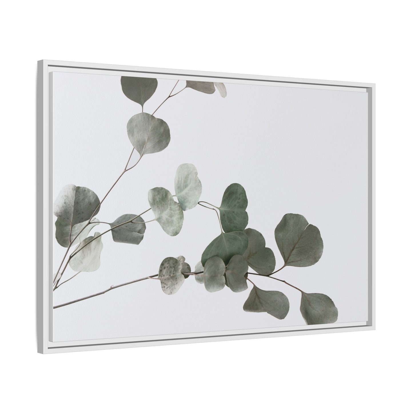 Whispers of Eucalyptus