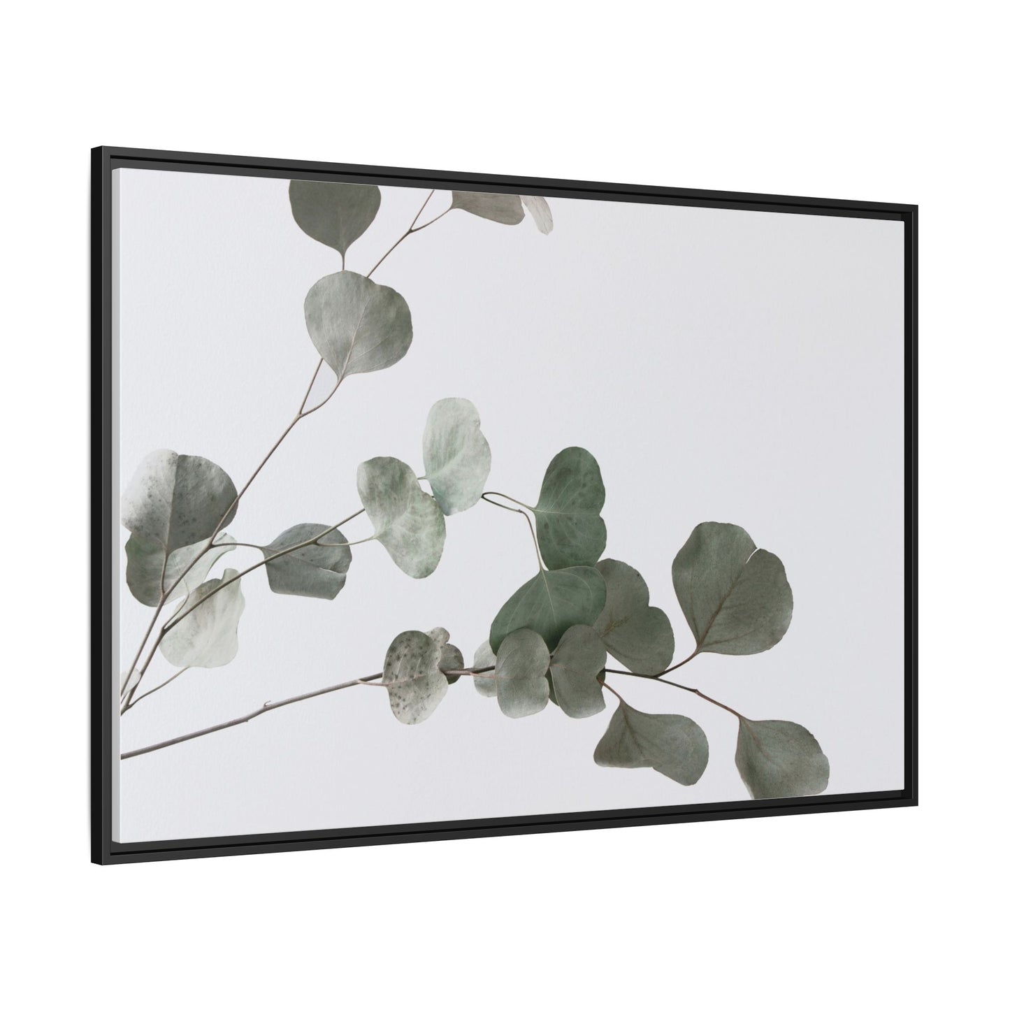 Whispers of Eucalyptus