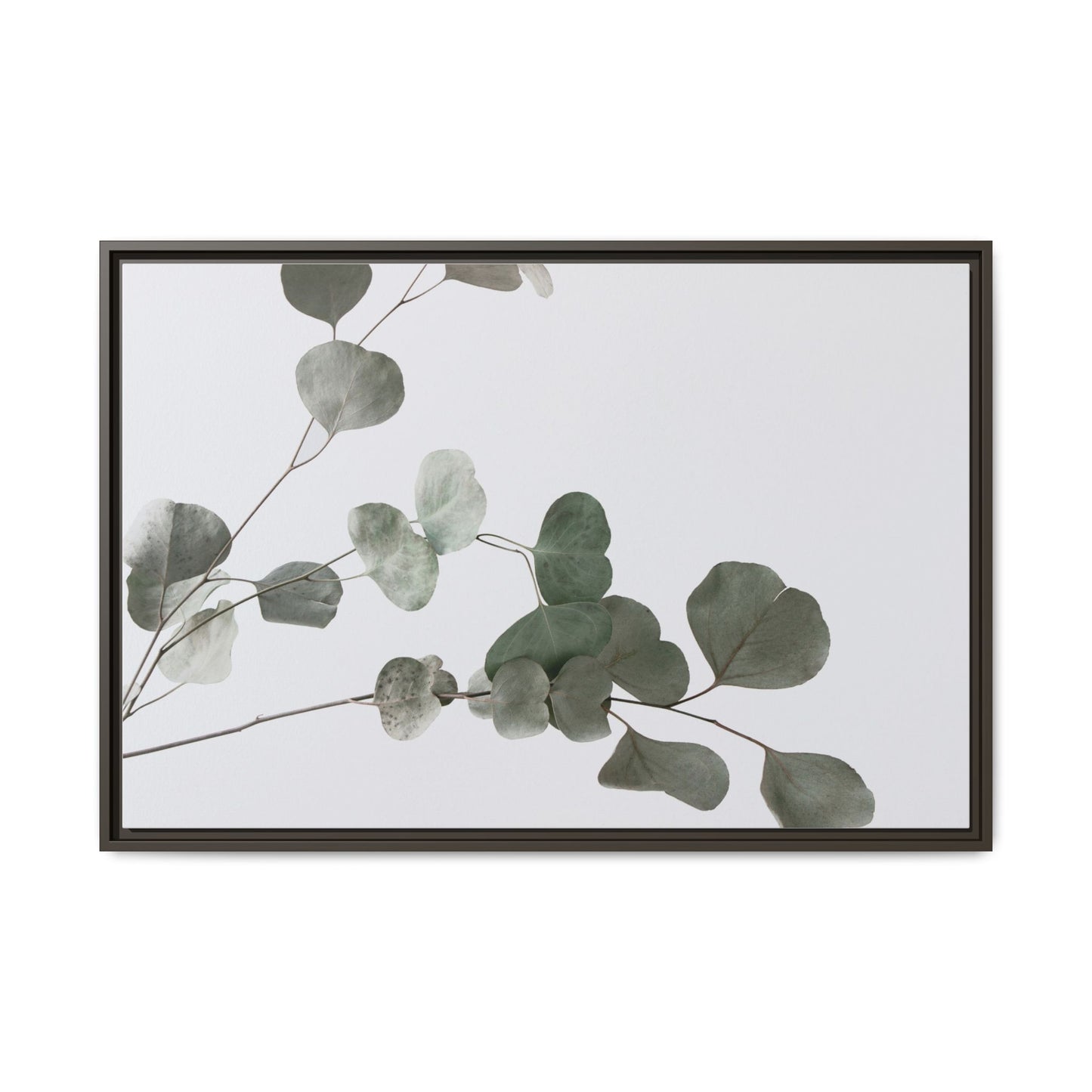 Whispers of Eucalyptus