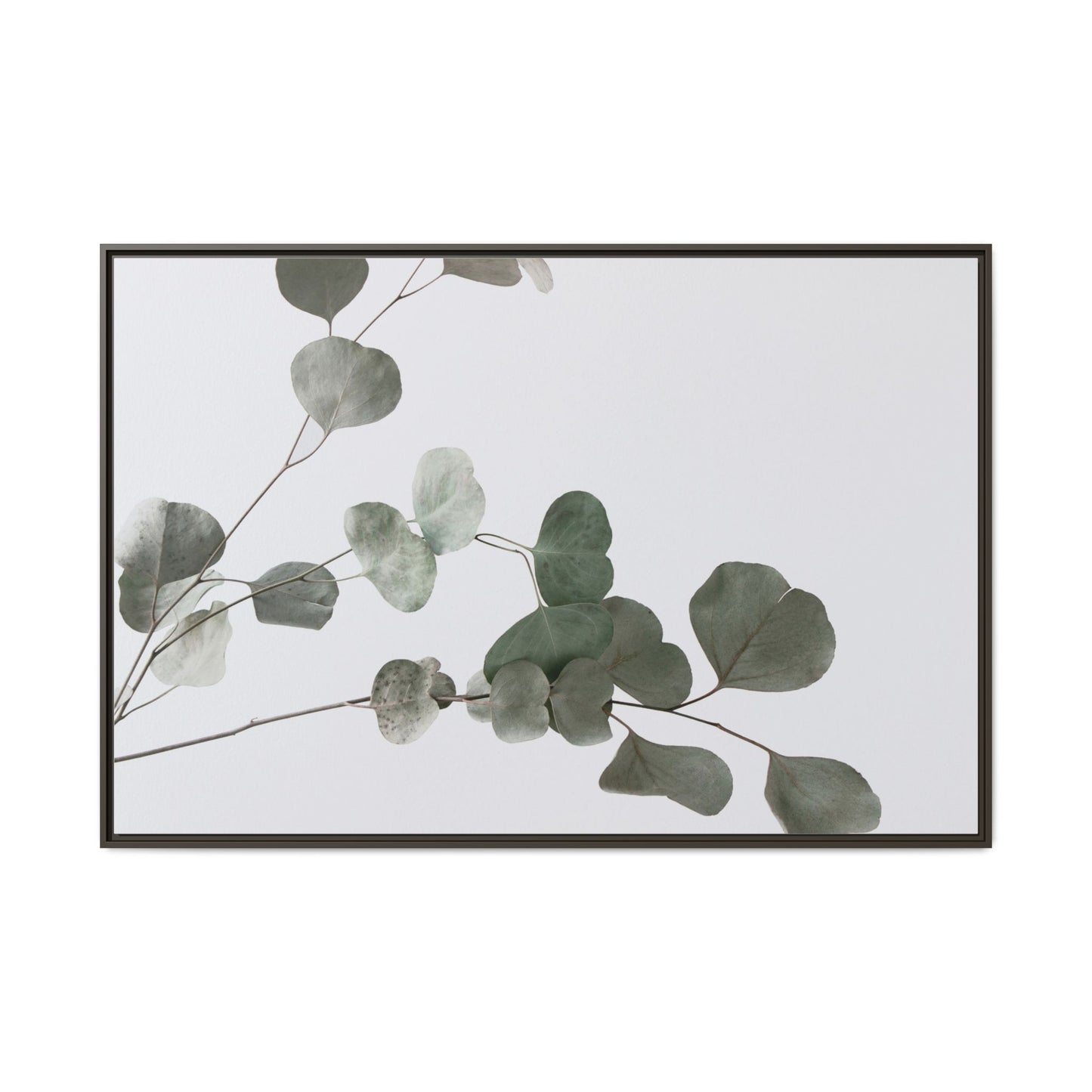 Whispers of Eucalyptus