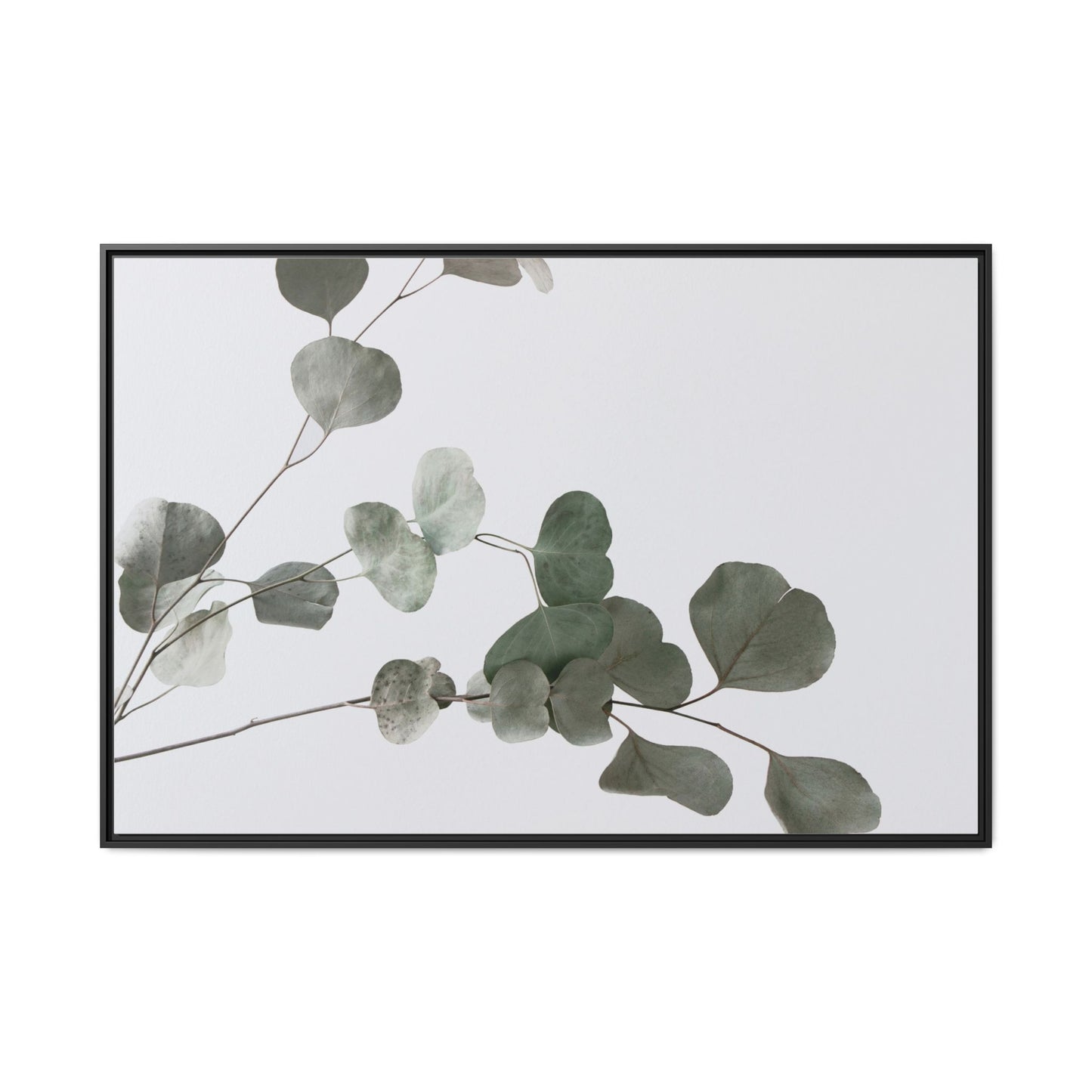 Whispers of Eucalyptus