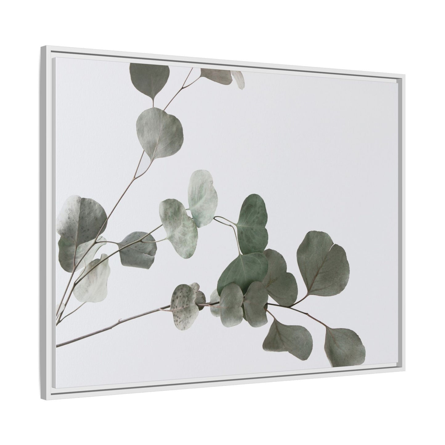 Whispers of Eucalyptus