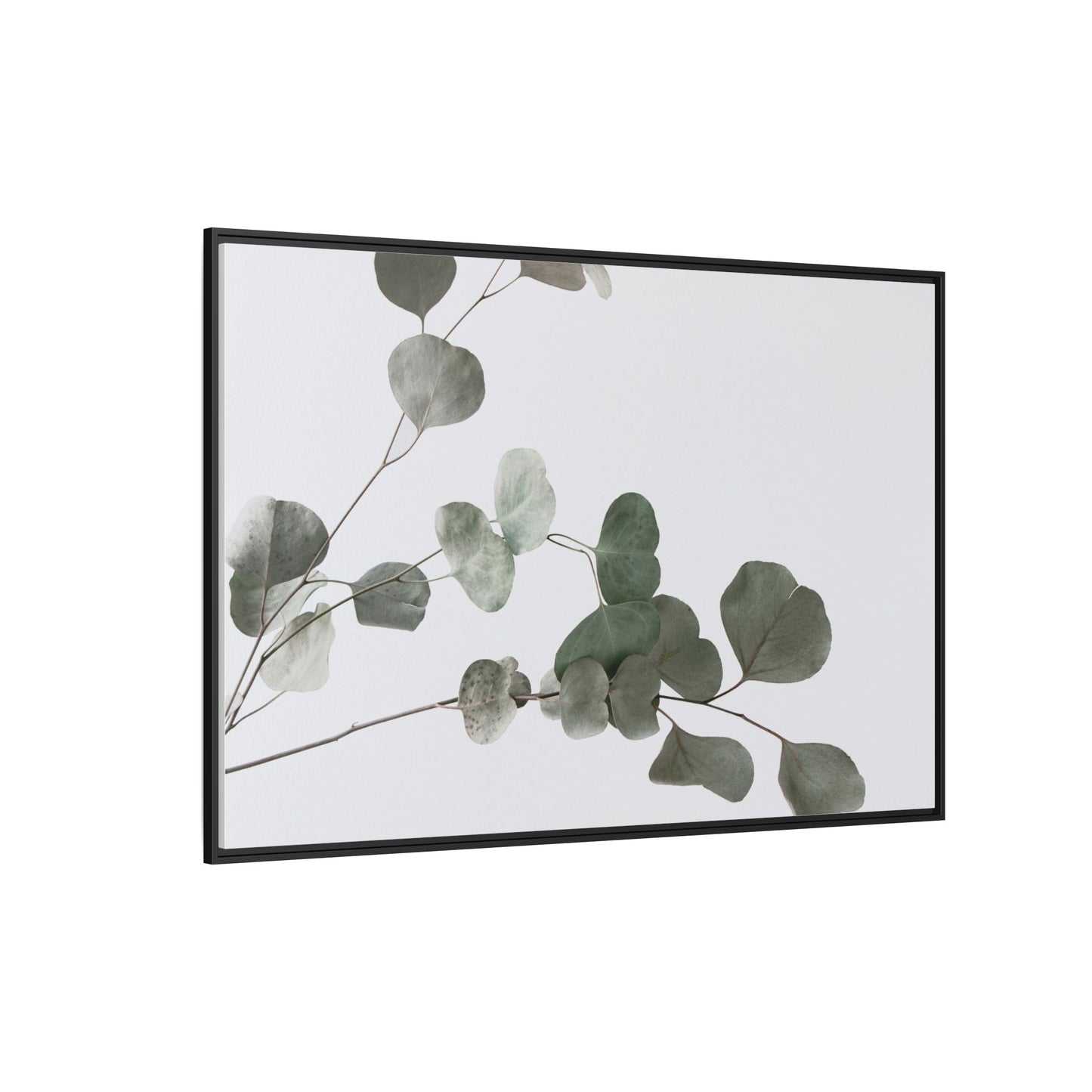 Whispers of Eucalyptus