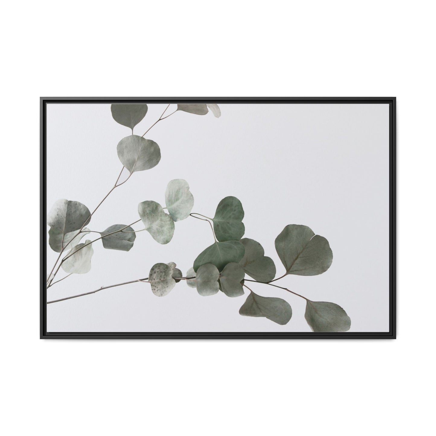 Whispers of Eucalyptus