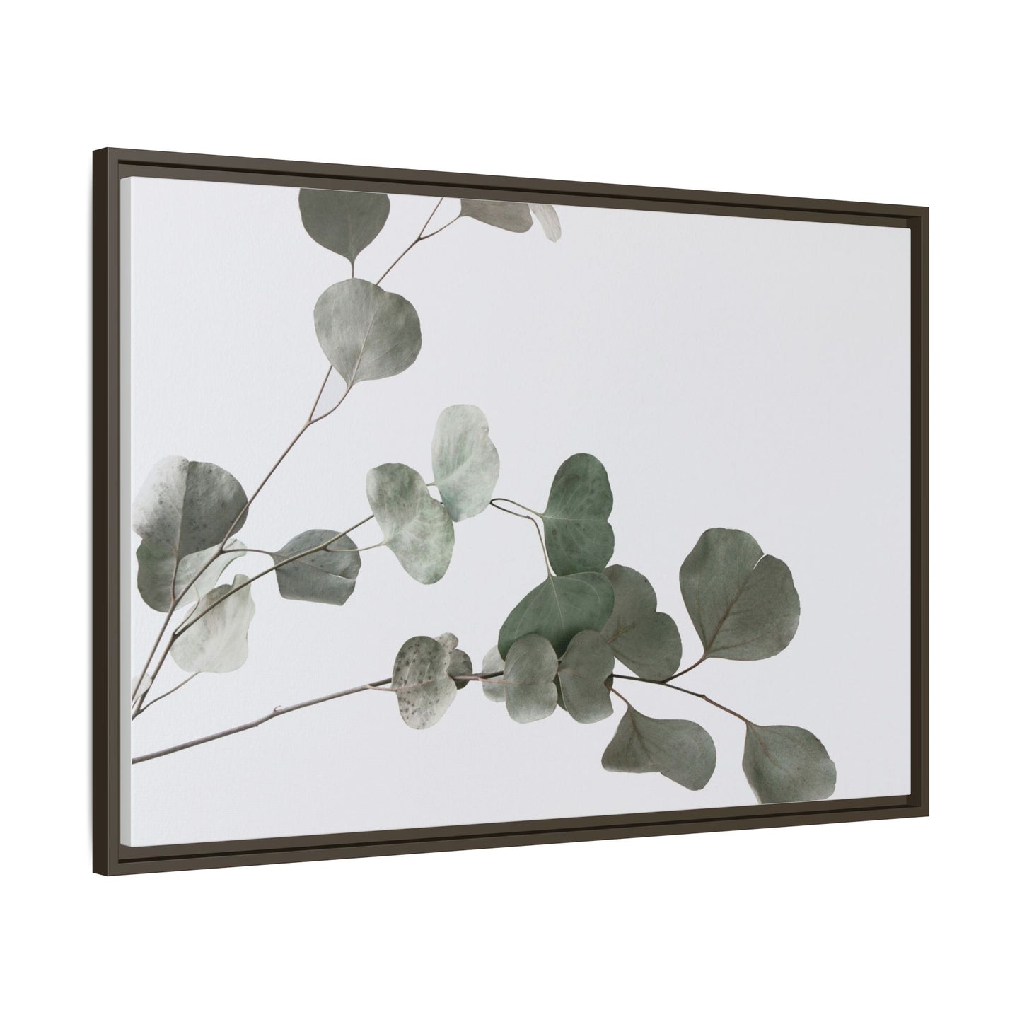 Whispers of Eucalyptus