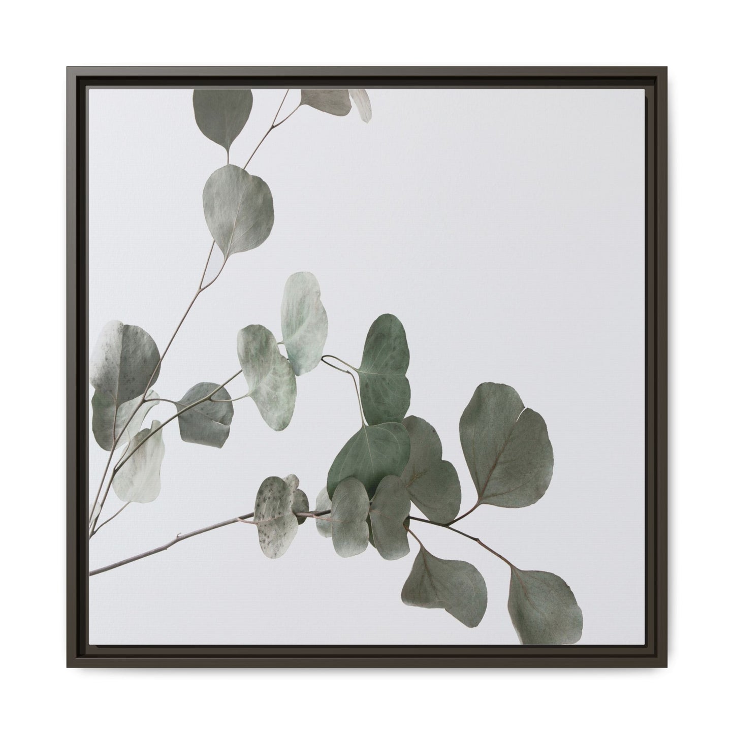 Whispers of Eucalyptus