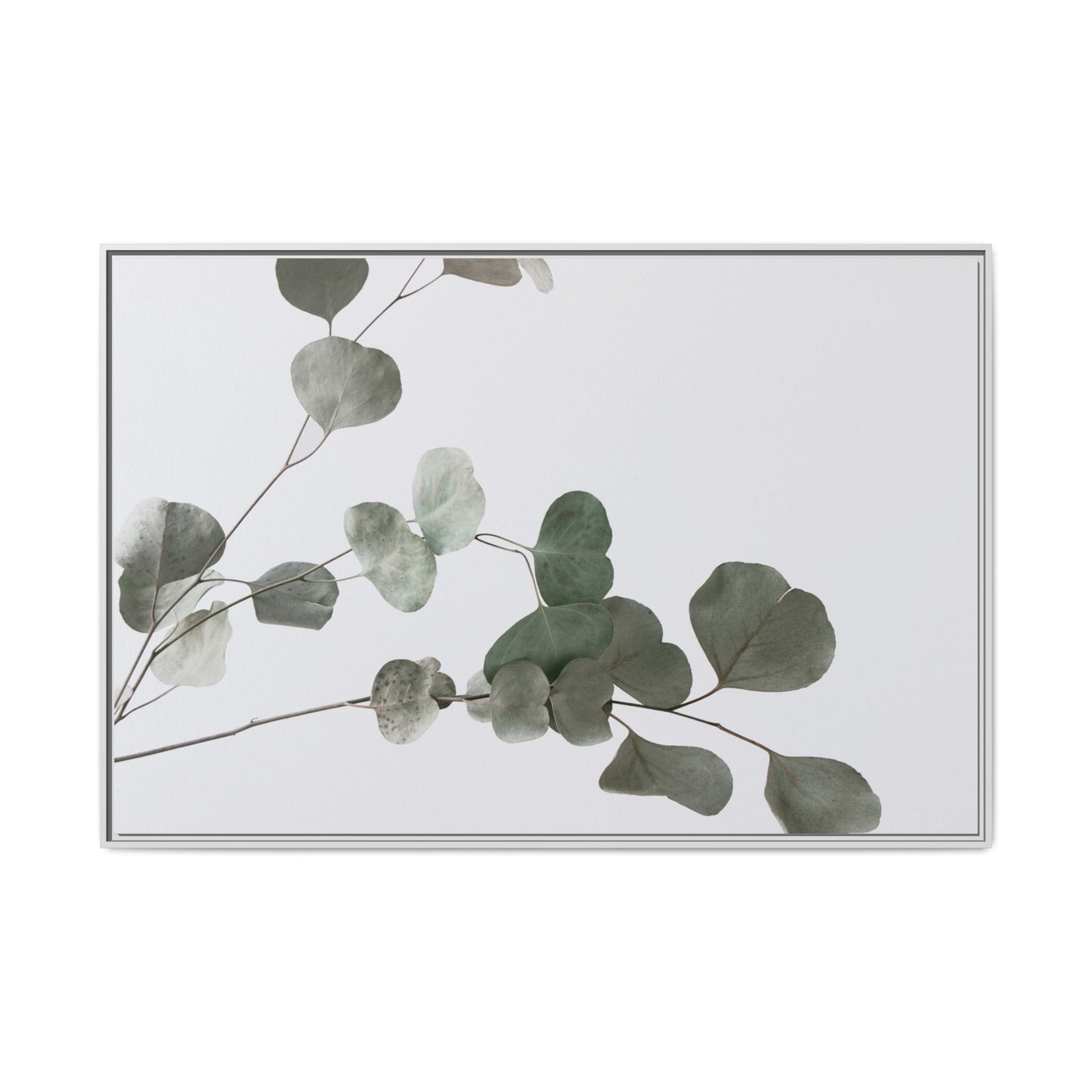 Whispers of Eucalyptus