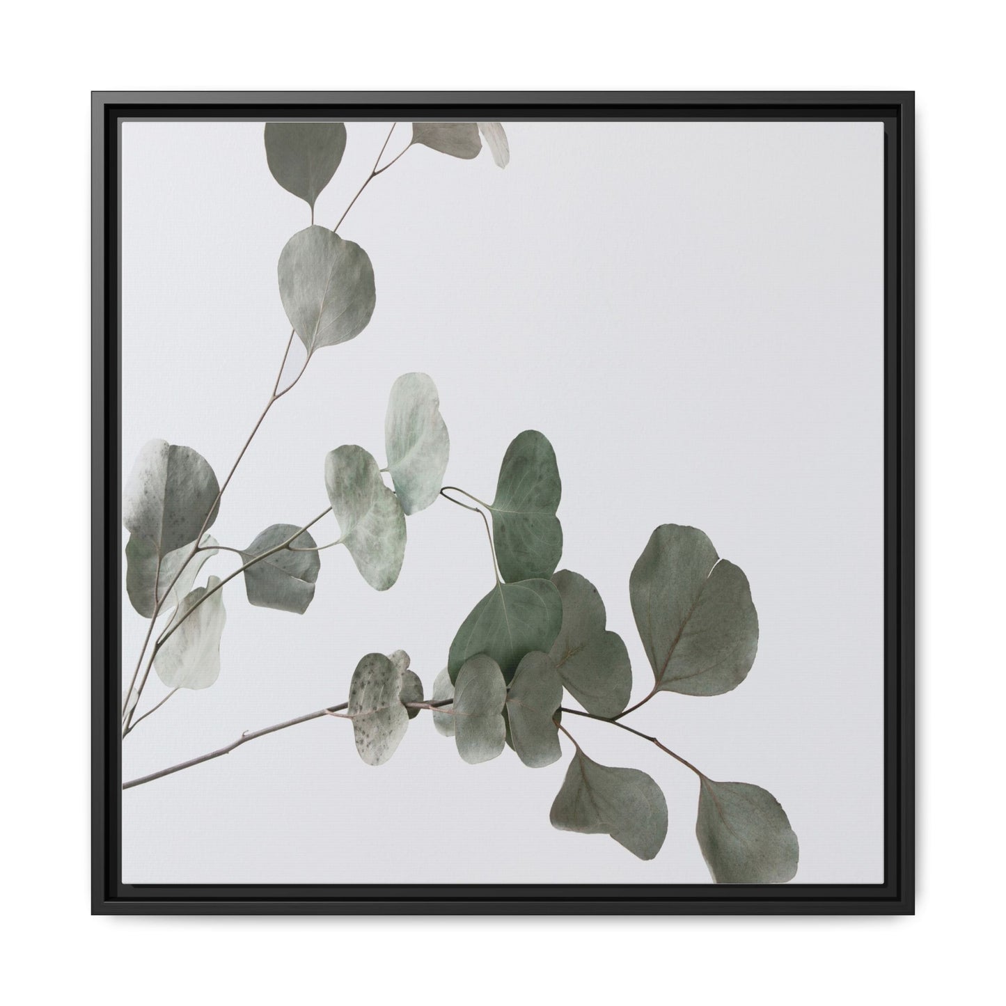 Whispers of Eucalyptus