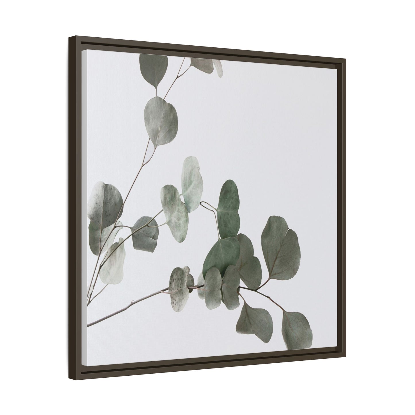 Whispers of Eucalyptus