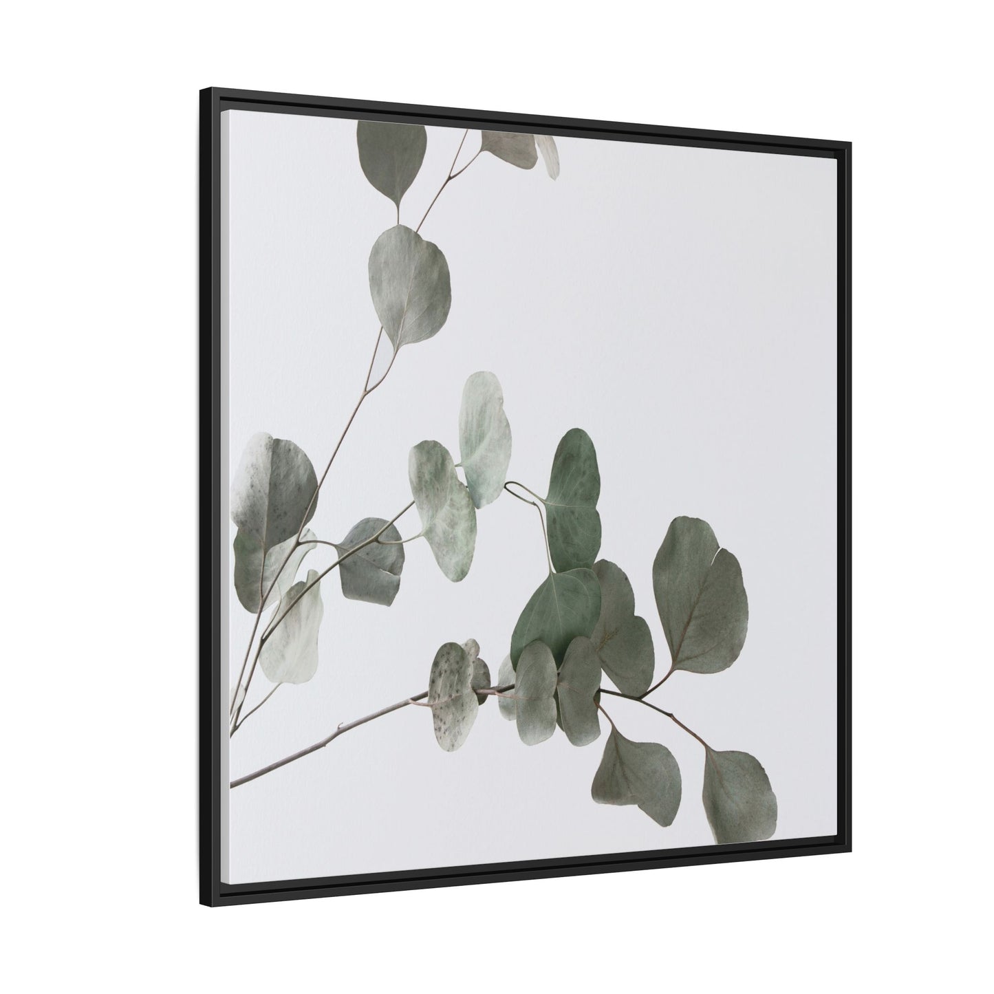 Whispers of Eucalyptus