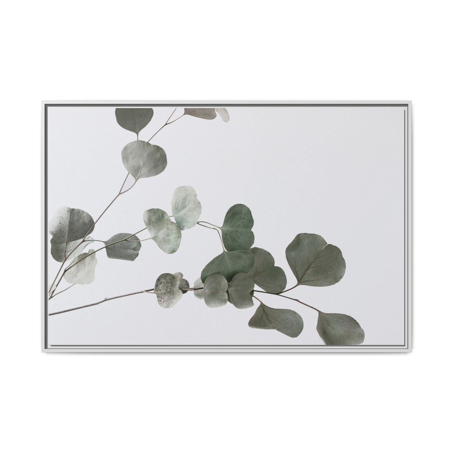 Whispers of Eucalyptus