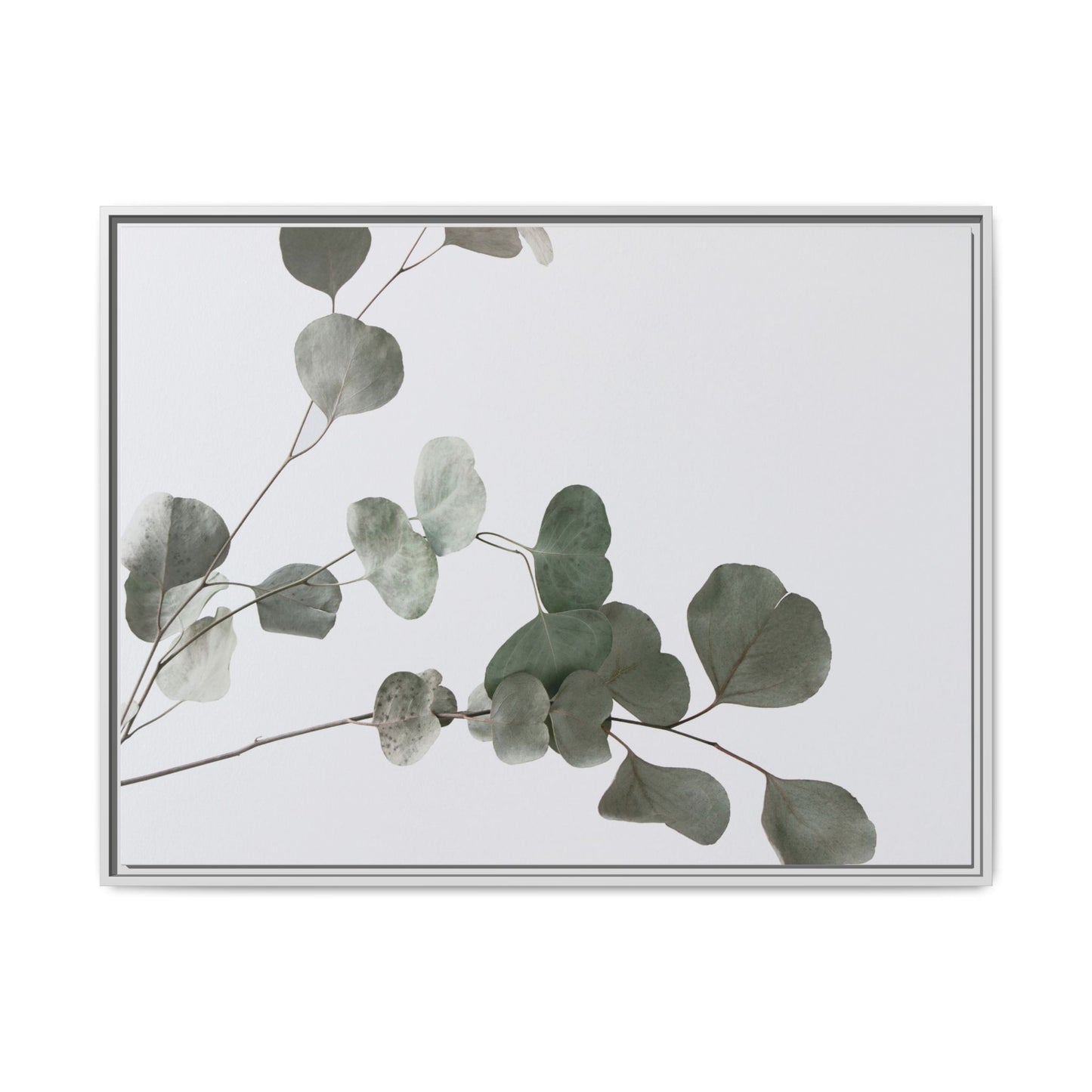 Whispers of Eucalyptus