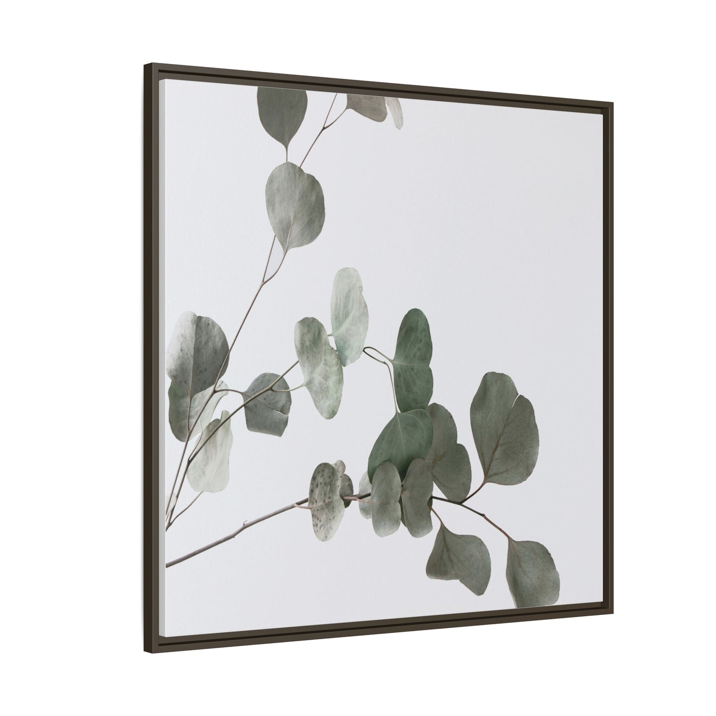 Whispers of Eucalyptus