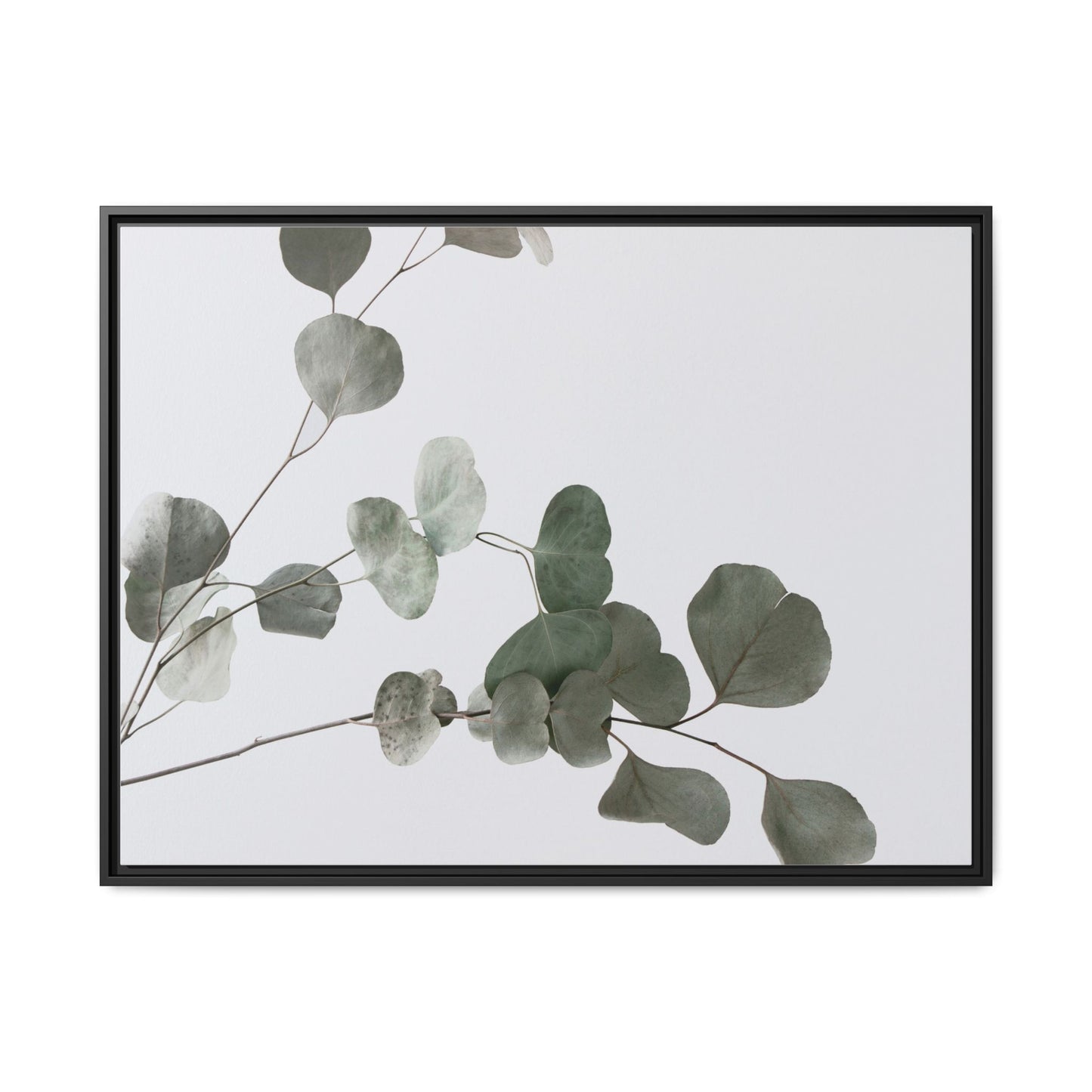 Whispers of Eucalyptus