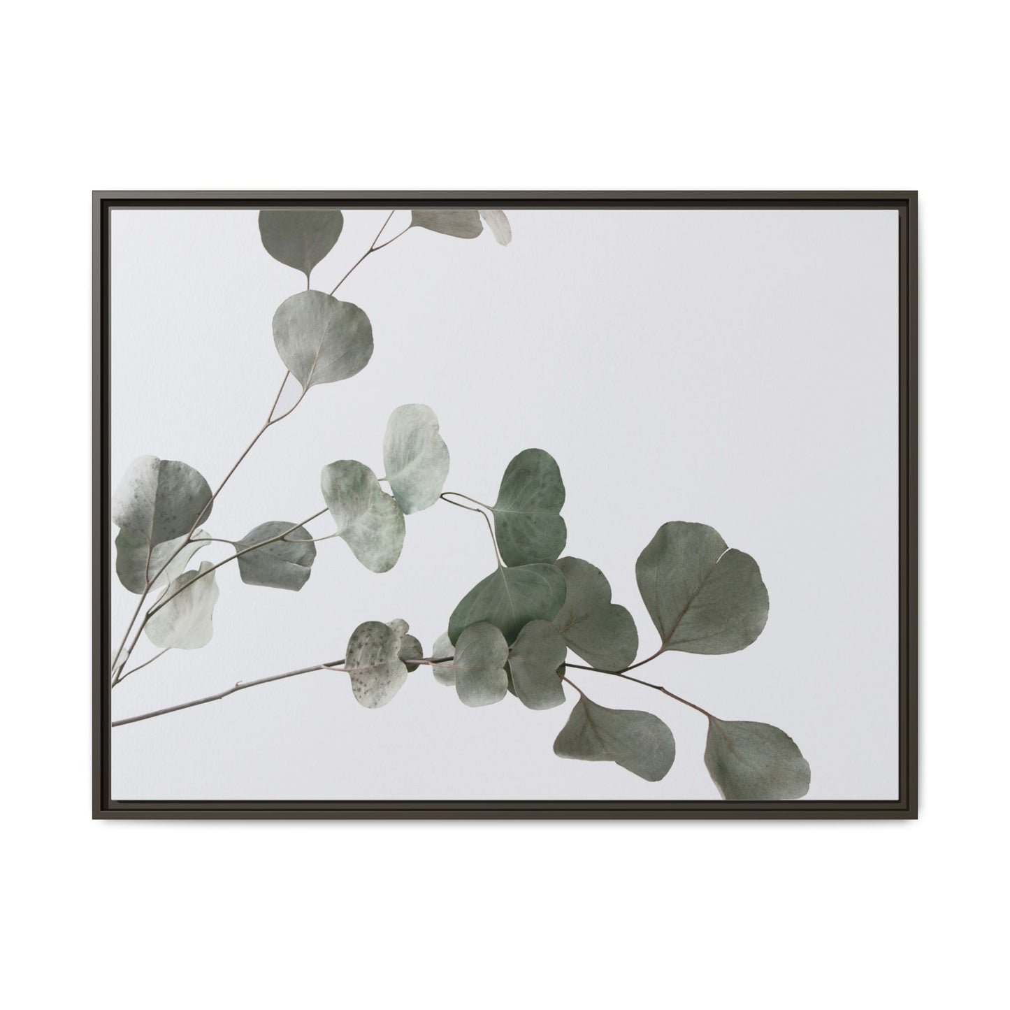 Whispers of Eucalyptus