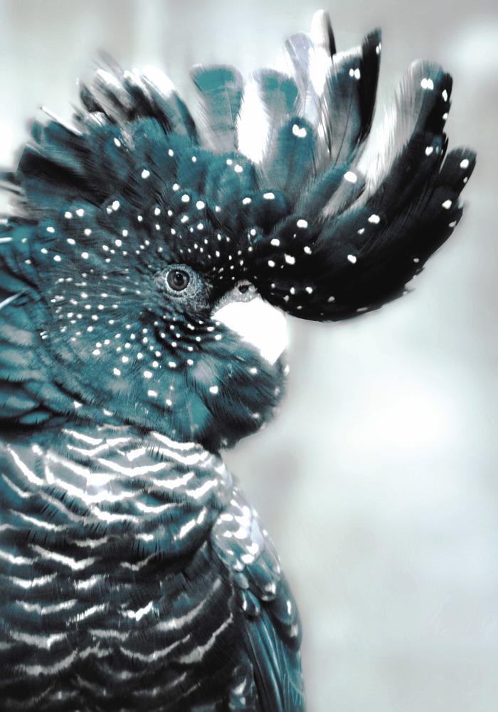 Celestial Plume