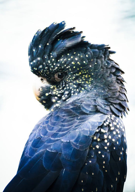 Celestial Plumes