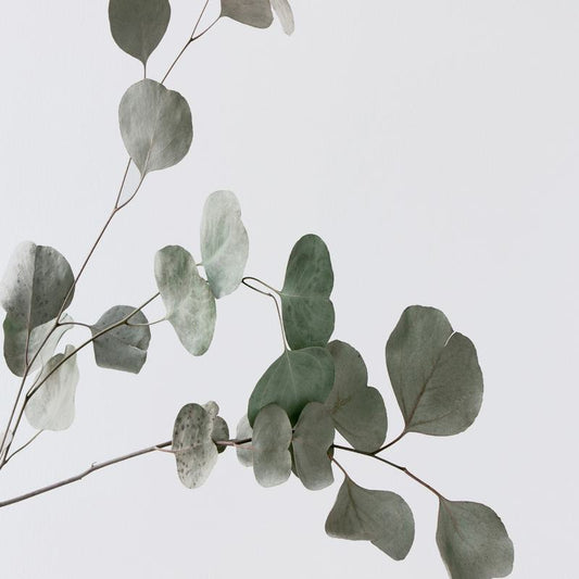 Eucalypt Whisper