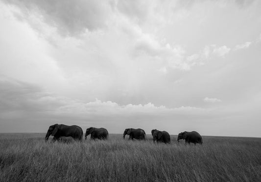 Grazing Silence