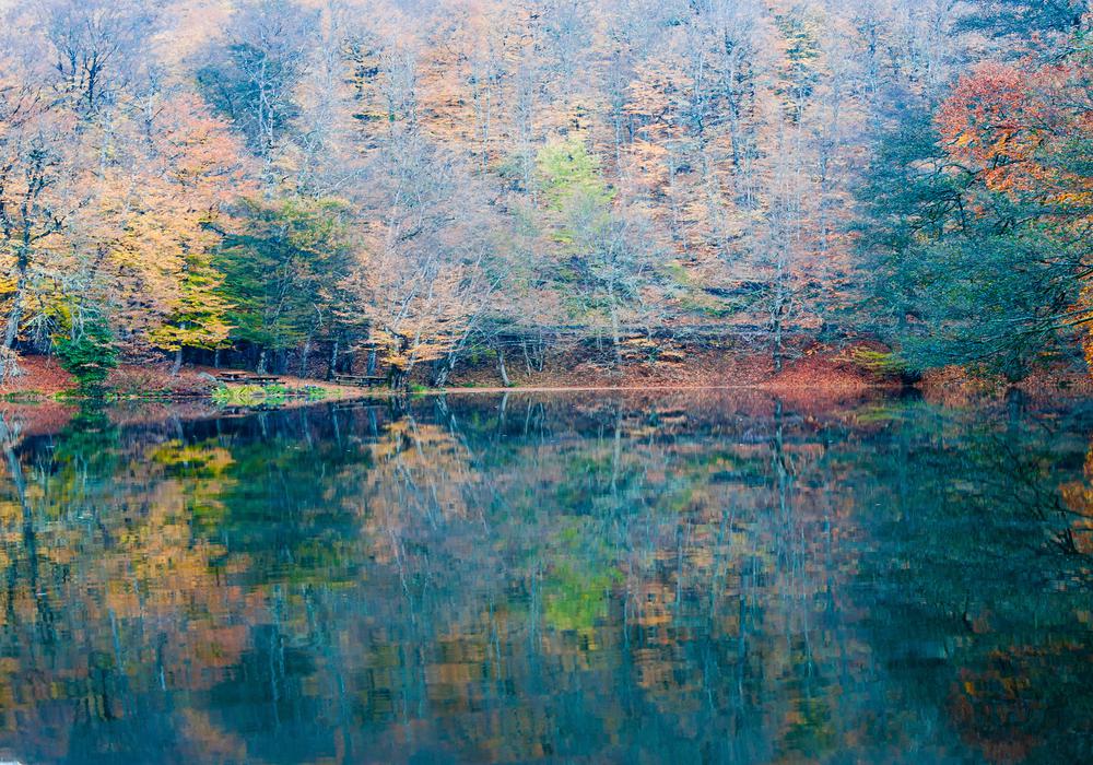 Mirrorwood Trance