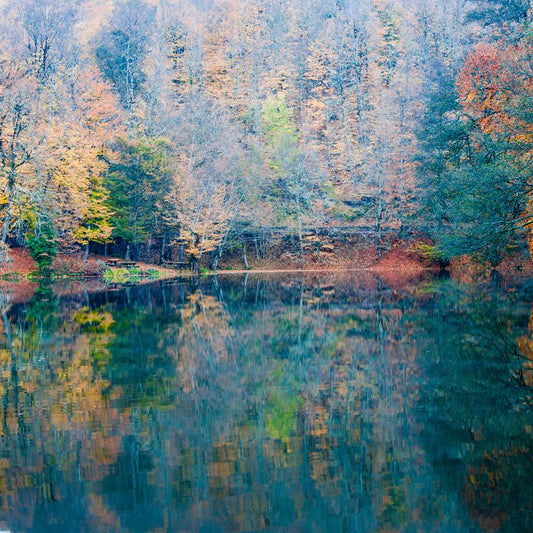 Mirrorwood Trance