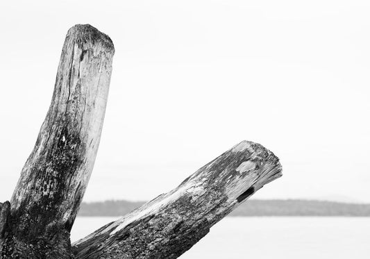 Timber's Silence